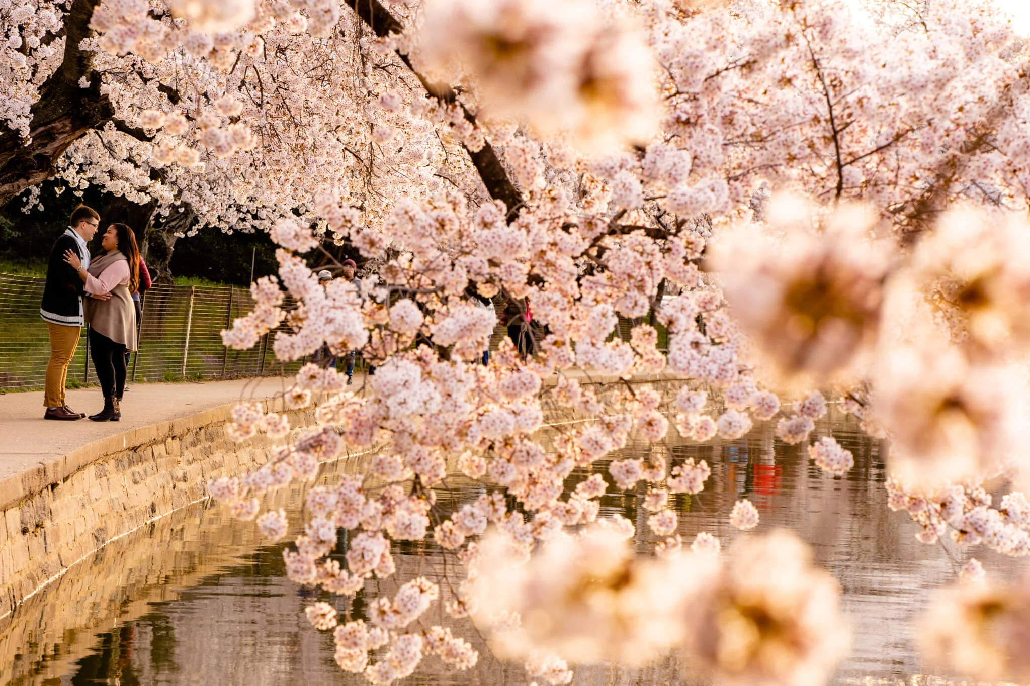 Liz & Joe // Tidal Basin Cherry Blossoms // Washington DC — Bee